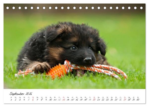 Produktbild: Deutscher Sch&auml;ferhund - Welpen / CH-Version (Tischkalender 2026 DIN A5 quer), CALVENDO Monatskalender