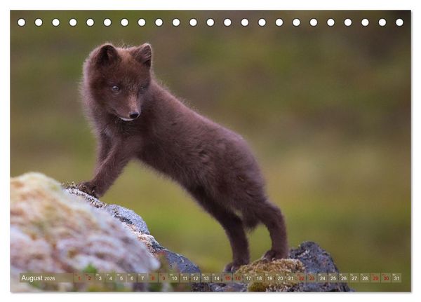 Produktbild: Polarfuchs-Welpen (Tischkalender 2026 DIN A5 quer), CALVENDO Monatskalender