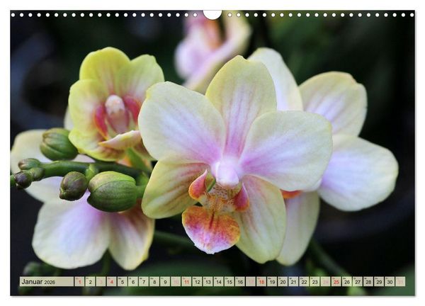 Produktbild: Beliebte Orchideen (Wandkalender 2026 DIN A3 quer), CALVENDO Monatskalender