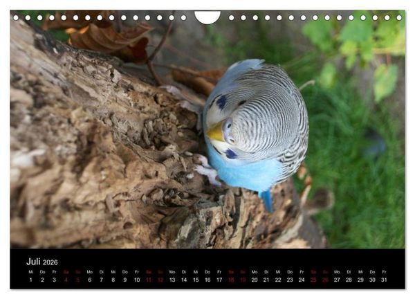 Produktbild: Wellensittichtr&auml;ume - Der neue Wellensittich-Naturkalender (Wandkalender 2026 DIN A4 quer), CALVENDO Monatskalender