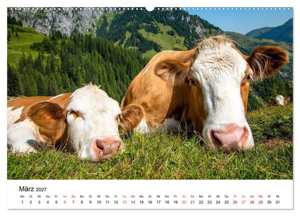 Produktbild: Bergk&uuml;he auf der Alm - Natur pur (hochwertiger Premium Wandkalender 2027 DIN A2 quer), Kunstdruck in Hochglanz