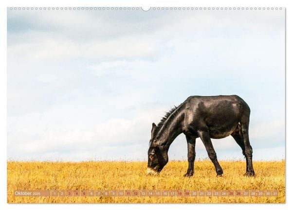 Produktbild: Esel der Welt - Lieblings Langohren (Wandkalender 2025 DIN A2 quer), CALVENDO Monatskalender