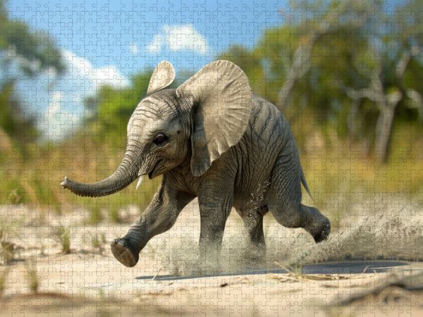 Produktbild: CALVENDO Puzzle Jetzt aber los - rennender junger Elefant | 2000 Teile Lege-Gr&ouml;&szlig;e 90x67cm Foto-Puzzle f&uuml;r gl&uuml;ckliche Stunden