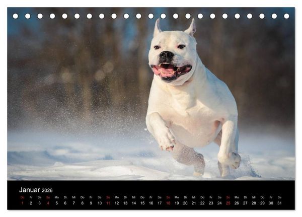 Produktbild: American Bulldog - alles Andere ist nur ein Hund (Tischkalender 2026 DIN A5 quer), CALVENDO Monatskalender