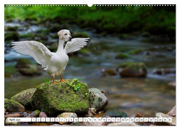 Produktbild: Lustige Tier-Hybriden (Wandkalender 2026 DIN A2 quer), CALVENDO Monatskalender