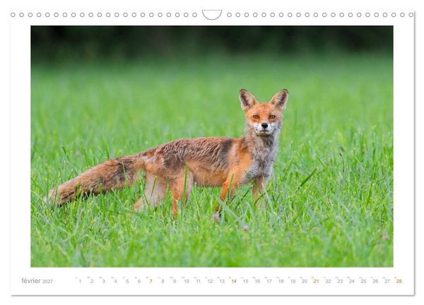 Produktbild: Un an avec le renard roux (Calendrier mural 2027 DIN A3 vertical), CALVENDO calendrier mensuel