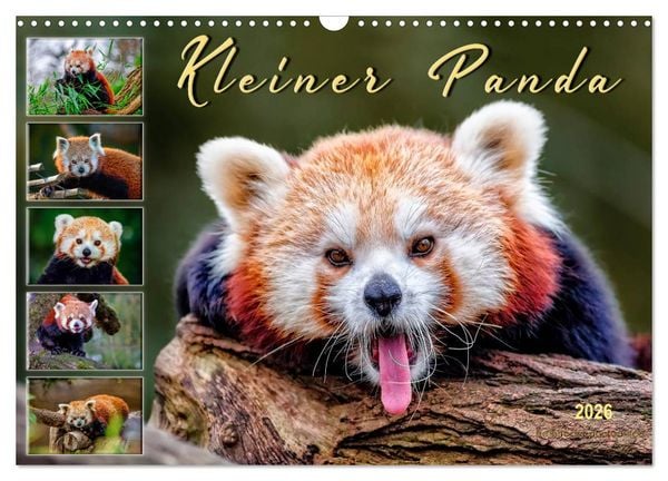 Kleiner Panda (Wandkalender 2026 DIN A3 quer), CALVENDO Monatskalender