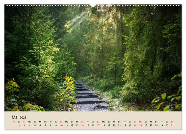 Produktbild: Der Wald. Durch zauberhafte Waldlandschaften (Wandkalender 2026 DIN A2 quer), CALVENDO Monatskalender