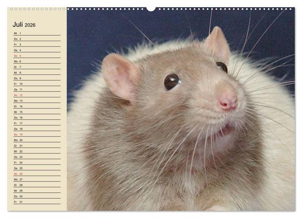 Produktbild: Ratten. Gelehrige Haustiere (hochwertiger Premium Wandkalender 2026 DIN A2 quer), Kunstdruck in Hochglanz