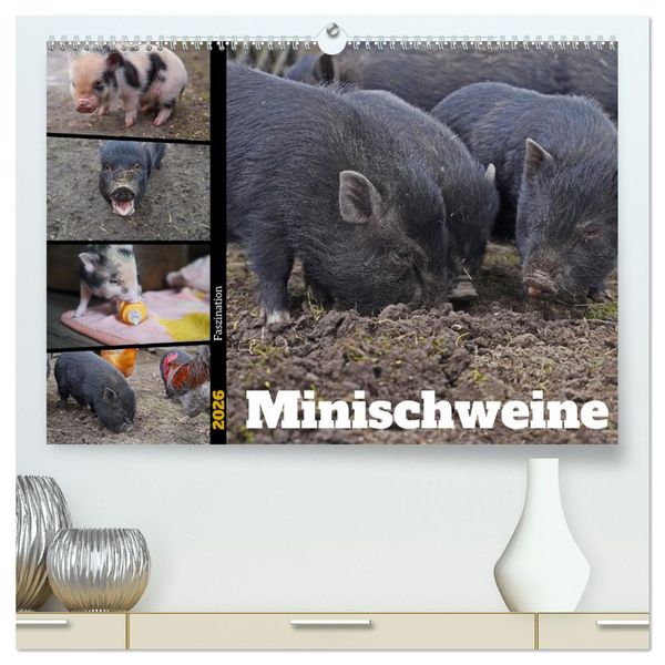 Produktbild: Faszination Minischweine (hochwertiger Premium Wandkalender 2026 DIN A2 quer), Kunstdruck in Hochglanz