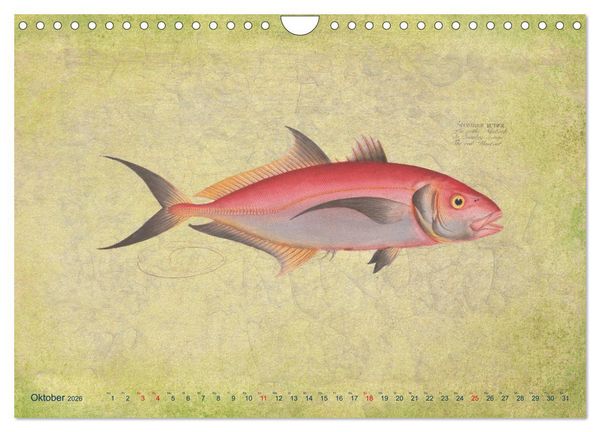 Produktbild: Antike Fischillustrationen nach Marcus Elieser Bloch (Wandkalender 2026 DIN A4 quer), CALVENDO Monatskalender