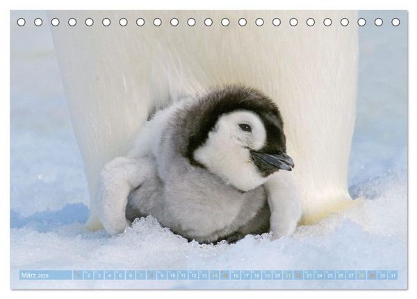 Produktbild: Pinguine: Gehupft wie gesprungen (Tischkalender 2026 DIN A5 quer), CALVENDO Monatskalender