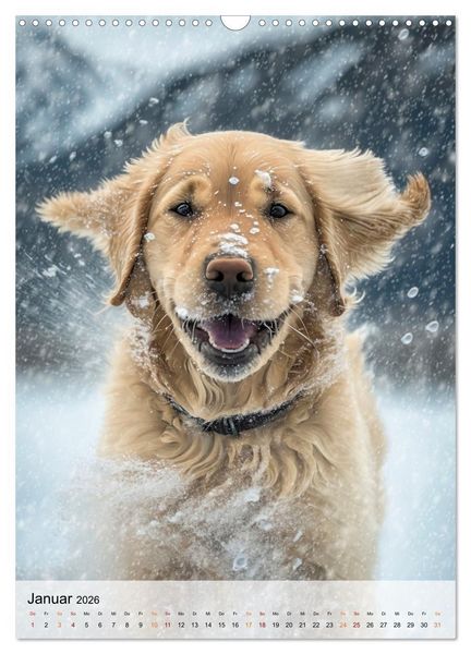 Produktbild: Golden Retriever - ein Hund f&uuml;r die Familie (Wandkalender 2026 DIN A3 hoch), CALVENDO Monatskalender
