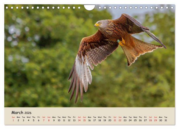 Produktbild: British Birds of Prey (Wall Calendar 2026 DIN A4 landscape), CALVENDO 12 Month Wall Calendar