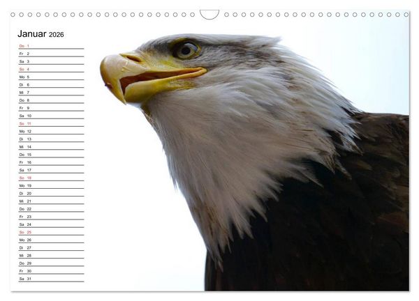 Produktbild: Wei&szlig;kopfseeadler. Symbol der Freiheit (Wandkalender 2026 DIN A3 quer), CALVENDO Monatskalender