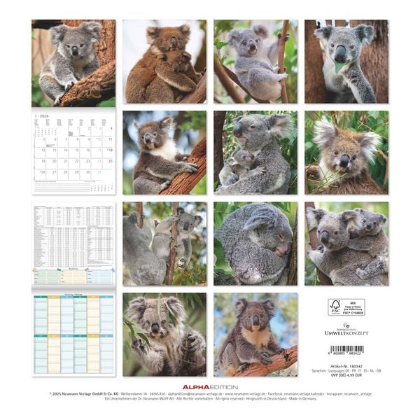 Produktbild: Koalas 2026 - Broschürenkalender 30x30 cm (30x60 geöffnet) - Kalender mit Platz für Notizen - koala bears - Bildkalender - Wandplaner - Bärenkalender