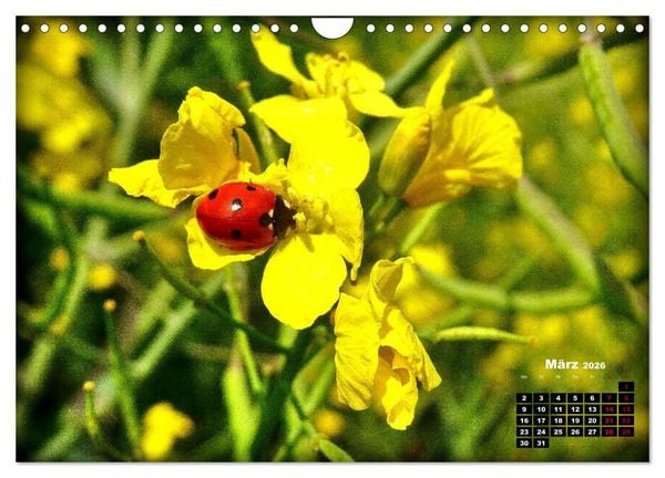 Produktbild: Viel Gl&uuml;ck! (Wandkalender 2026 DIN A4 quer), CALVENDO Monatskalender