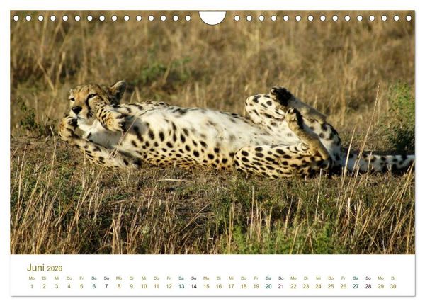Produktbild: Safari Impressionen / Kenia (Wandkalender 2026 DIN A4 quer), CALVENDO Monatskalender