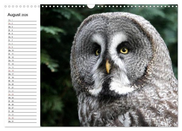 Produktbild: Greifv&ouml;gel, Eulen und K&auml;uze (Wandkalender 2026 DIN A3 quer), CALVENDO Monatskalender