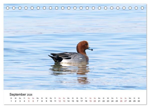 Produktbild: Wasserv&ouml;gel der Ostsee - Impressionen aus der L&uuml;becker Bucht (Tischkalender 2026 DIN A5 quer), CALVENDO Monatskalender