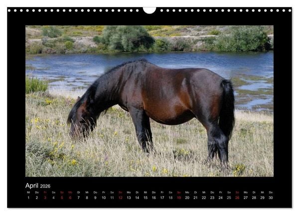 Produktbild: Garranos - Bedrohte Wildpferde Europas (Wandkalender 2026 DIN A3 quer), CALVENDO Monatskalender