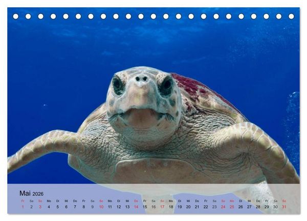 Produktbild: Meeresschildkr&ouml;ten. Nomaden der Ozeane (Tischkalender 2026 DIN A5 quer), CALVENDO Monatskalender