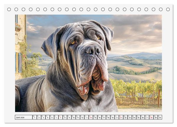 Produktbild: Mastino Napoletano. Die gelassenen Molosser mit antiken Vorfahren (Tischkalender 2026 DIN A5 quer), CALVENDO Monatskalender