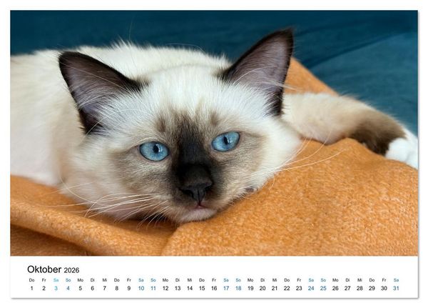 Produktbild: Heilige Birma Katzen - Eine Rasse mit traumhaft blauen Augen. (Tischkalender 2026 DIN A5 quer), CALVENDO Monatskalender