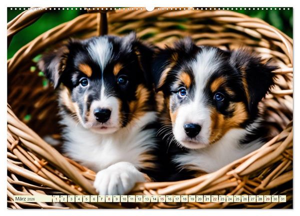 Produktbild: Traumhund Collie (hochwertiger Premium Wandkalender 2026 DIN A2 quer), Kunstdruck in Hochglanz