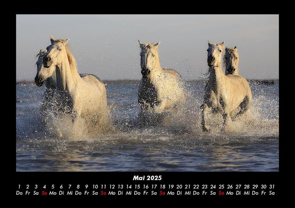 Produktbild: Die Welt der Pferde 2025 Fotokalender DIN A3