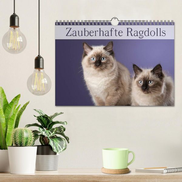 Produktbild: Zauberhafte Ragdolls / Geburtstagskalender (Wandkalender 2026 DIN A4 quer), CALVENDO Monatskalender