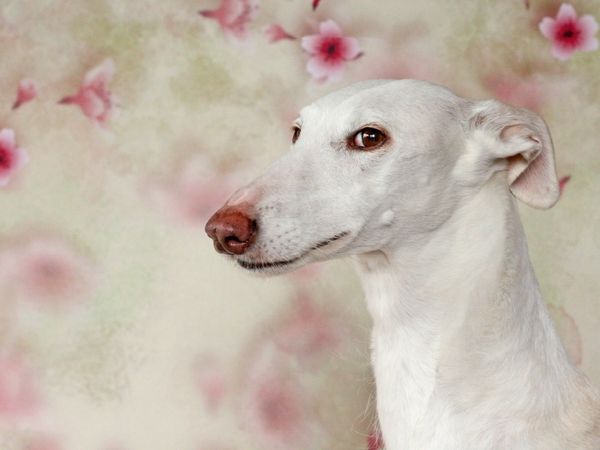 Produktbild: Wei&szlig;e Galga (Puzzle)