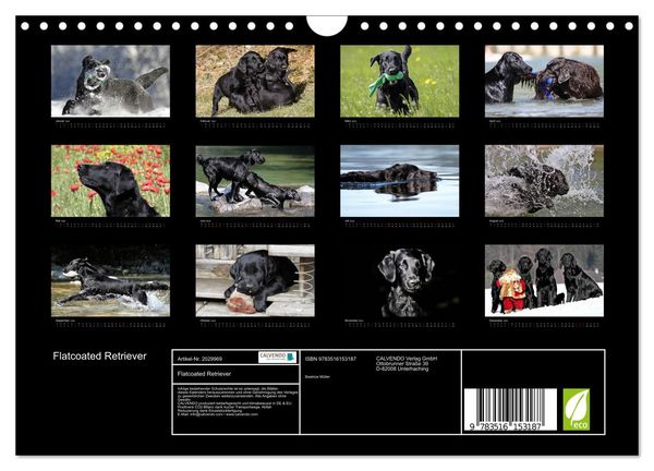 Produktbild: Flatcoated Retriever (Wandkalender 2026 DIN A4 quer), CALVENDO Monatskalender