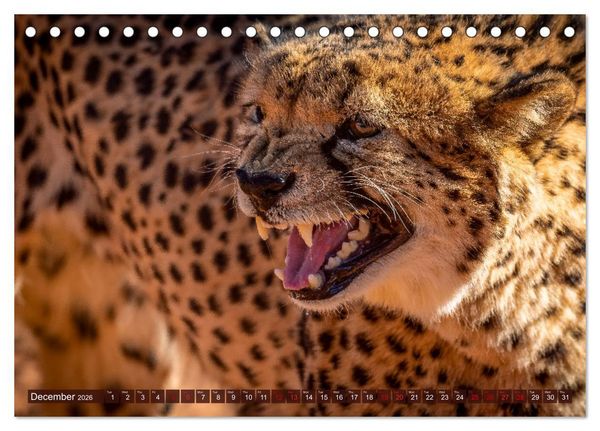 Produktbild: Amazing Cheetahs (Desk Calendar 2026 DIN A5 landscape), CALVENDO 12 Month DeskCalendar