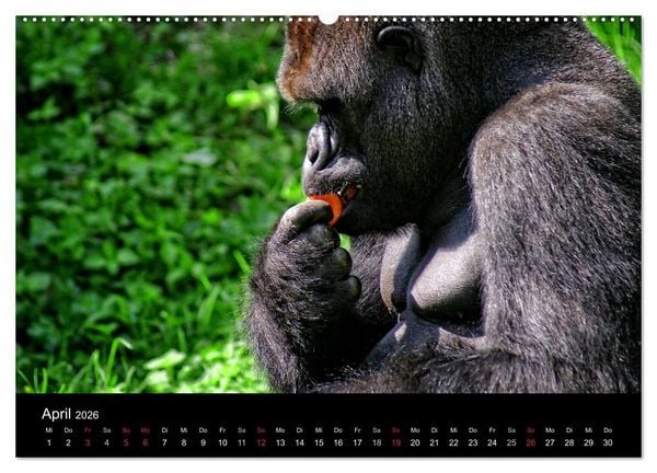 Produktbild: Gorillas - Die sanften Wilden (hochwertiger Premium Wandkalender 2026 DIN A2 quer), Kunstdruck in Hochglanz