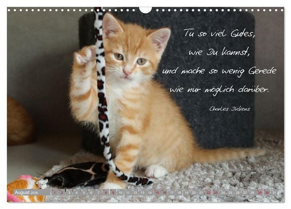 Produktbild: Katzenkinder - zauberhafte Wesen (Wandkalender 2026 DIN A3 quer), CALVENDO Monatskalender