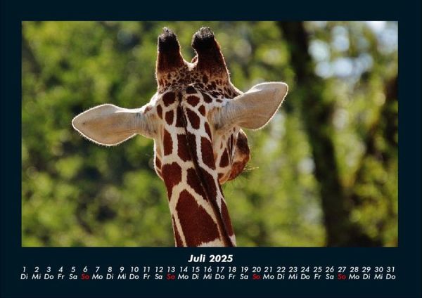 Produktbild: Giraffen 2025 Fotokalender DIN A4