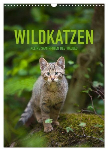 Wildkatzen - Kleine Samtpfoten des Waldes (Wandkalender 2026 DIN A3 hoch), CALVENDO Monatskalender