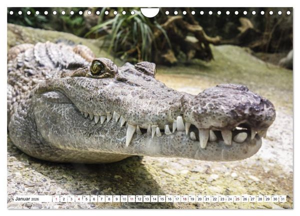 Produktbild: Lustige Tier-Selfies. Tierische Selbstportraits (Wandkalender 2026 DIN A4 quer), CALVENDO Monatskalender