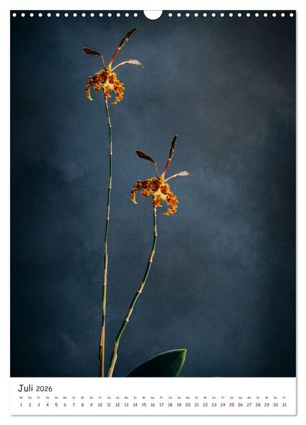 Produktbild: Orchideen Zauber (Wandkalender 2026 DIN A3 hoch), CALVENDO Monatskalender