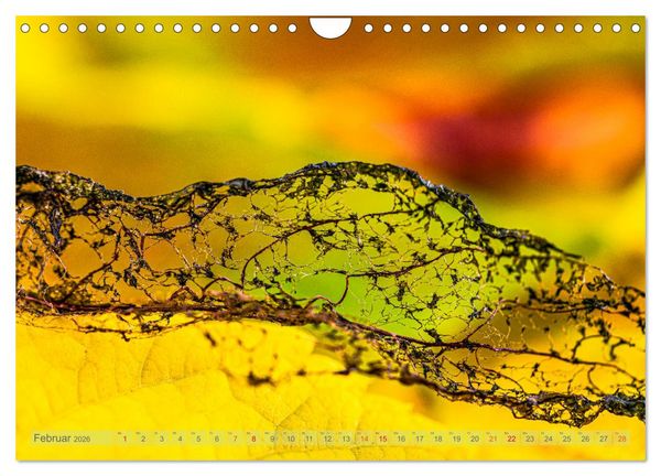Produktbild: Ber&uuml;hrende Sch&ouml;nheit des Verg&auml;nglichen (Wandkalender 2026 DIN A4 quer), CALVENDO Monatskalender