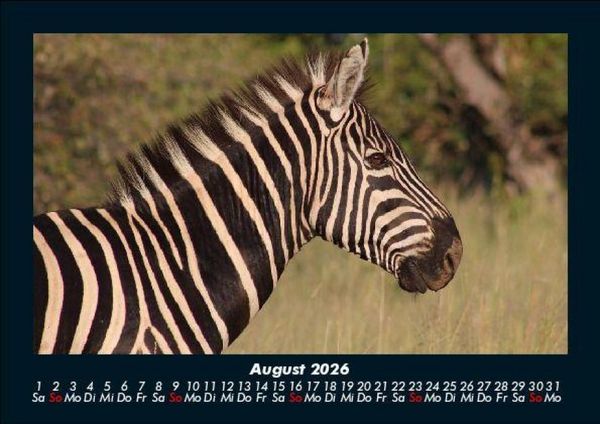 Produktbild: Zoobewohner 2026 Fotokalender DIN A5