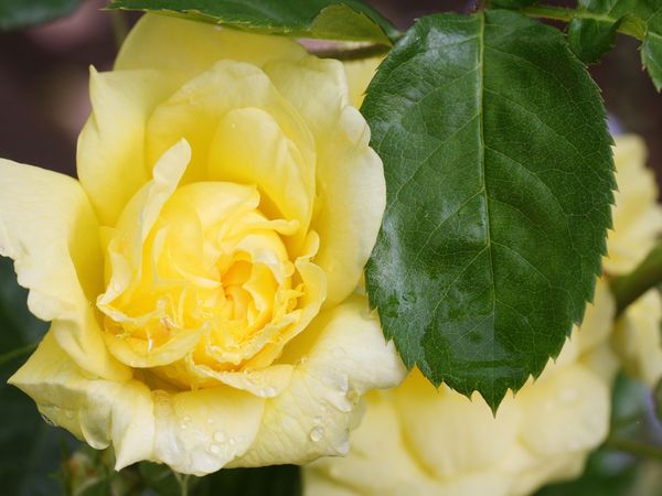 Produktbild: CALVENDO Puzzle Rosa 'Yellow Meilove' 1000 Teile Lege-Gr&ouml;&szlig;e 64 x 48 cm Foto-Puzzle Bild von Gisela Kruse