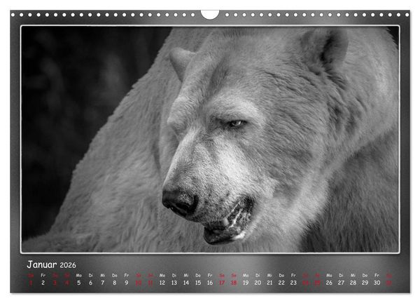 Produktbild: Tieren ins Gesicht geschaut (Wandkalender 2026 DIN A3 quer), CALVENDO Monatskalender
