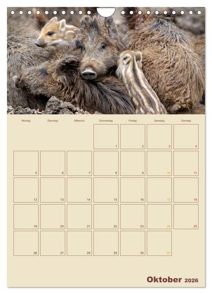 Produktbild: Wildschweine (Wandkalender 2026 DIN A4 hoch), CALVENDO Monatskalender