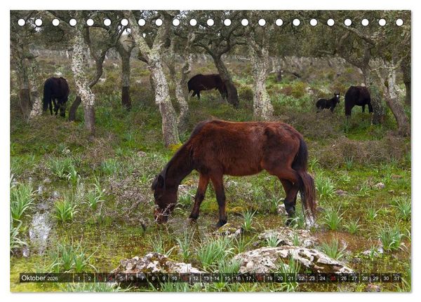 Produktbild: Sardinien Sardigna Sardegna Sardenya 2026 (Tischkalender 2026 DIN A5 quer), CALVENDO Monatskalender