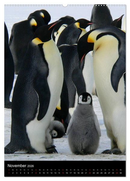 Produktbild: Pinguine - Wackeln im Thermo-Frack (hochwertiger Premium Wandkalender 2026 DIN A2 hoch), Kunstdruck in Hochglanz