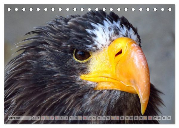 Produktbild: Majest&auml;tische Greifv&ouml;gel (Tischkalender 2026 DIN A5 quer), CALVENDO Monatskalender