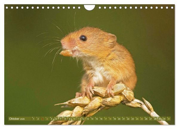 Produktbild: Zauberhafte M&auml;use: Von wegen nur Grau (Wandkalender 2026 DIN A4 quer), CALVENDO Monatskalender