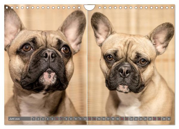 Produktbild: French Bully&acute;s - Gro&szlig;e Sch&auml;tze auf kleinen Pfoten (Wandkalender 2026 DIN A4 quer), CALVENDO Monatskalender